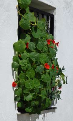 ventana  con capuchina en berchules